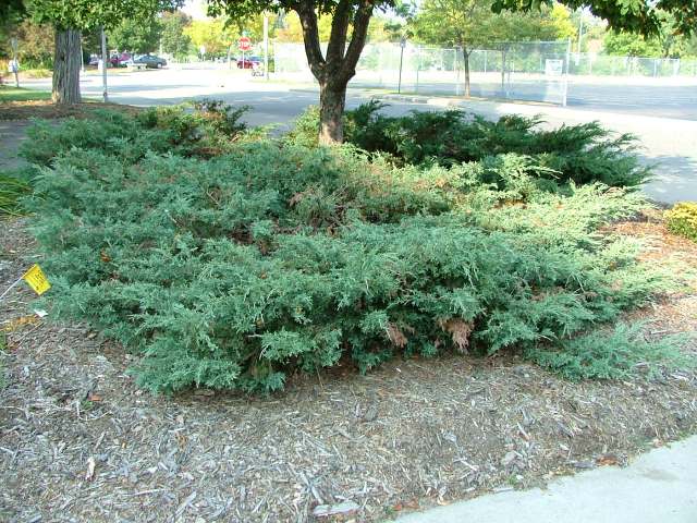 درخت پیرو Juniperus communis 5